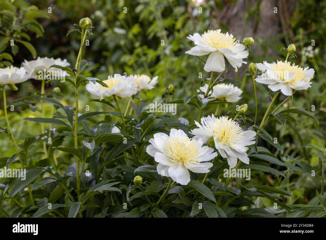 Pfingstrose-Sorte „Honey Gold“. Schöne cremeweiße Blumen mit gelber Mitte, Nahaufnahme Stockfoto