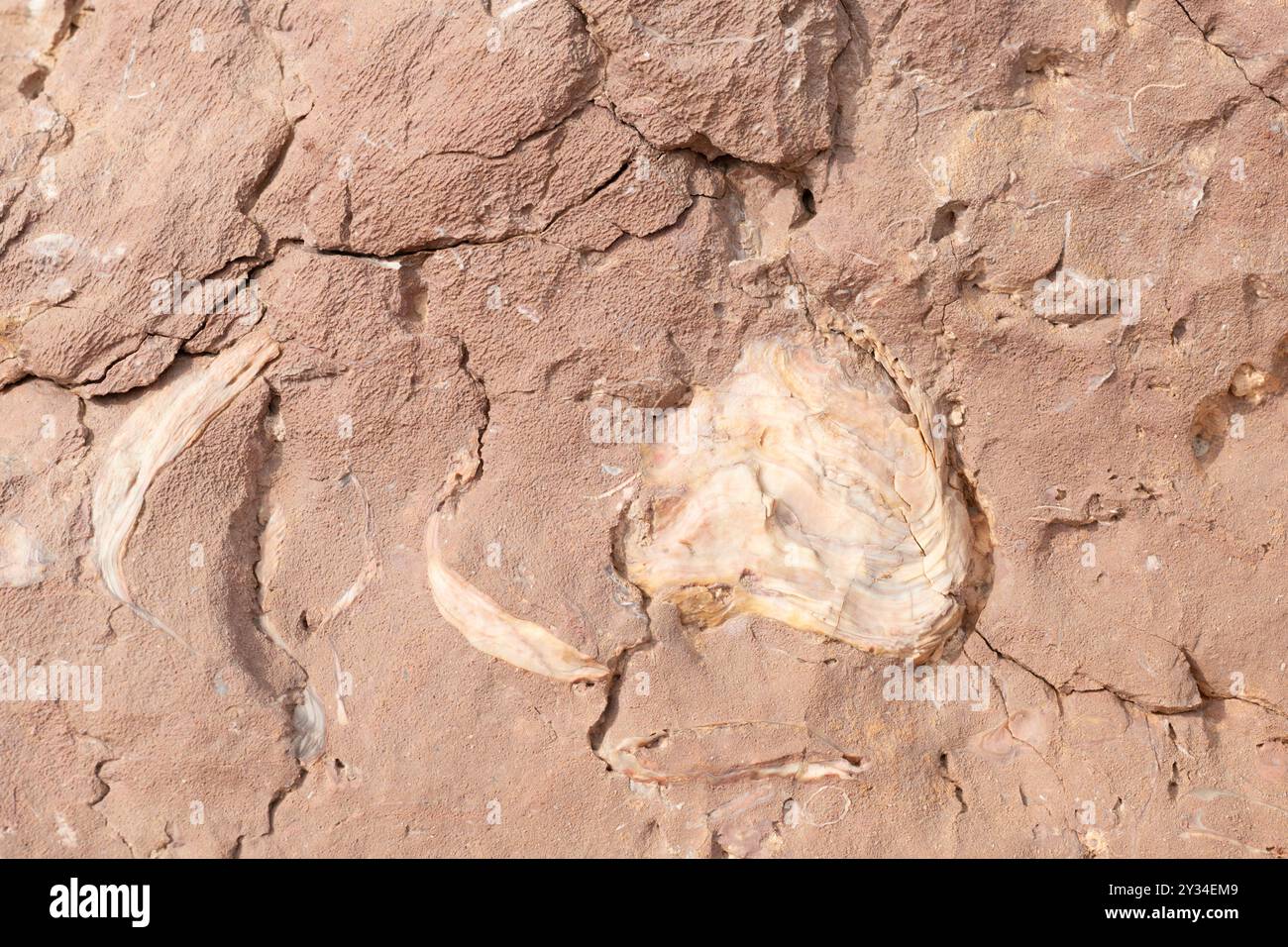 Eine fossile Muschel in einem Felsen in der Wüste der Vereinigten Arabischen Emirate, Überreste alter Meere in einer trockenen Umgebung Stockfoto