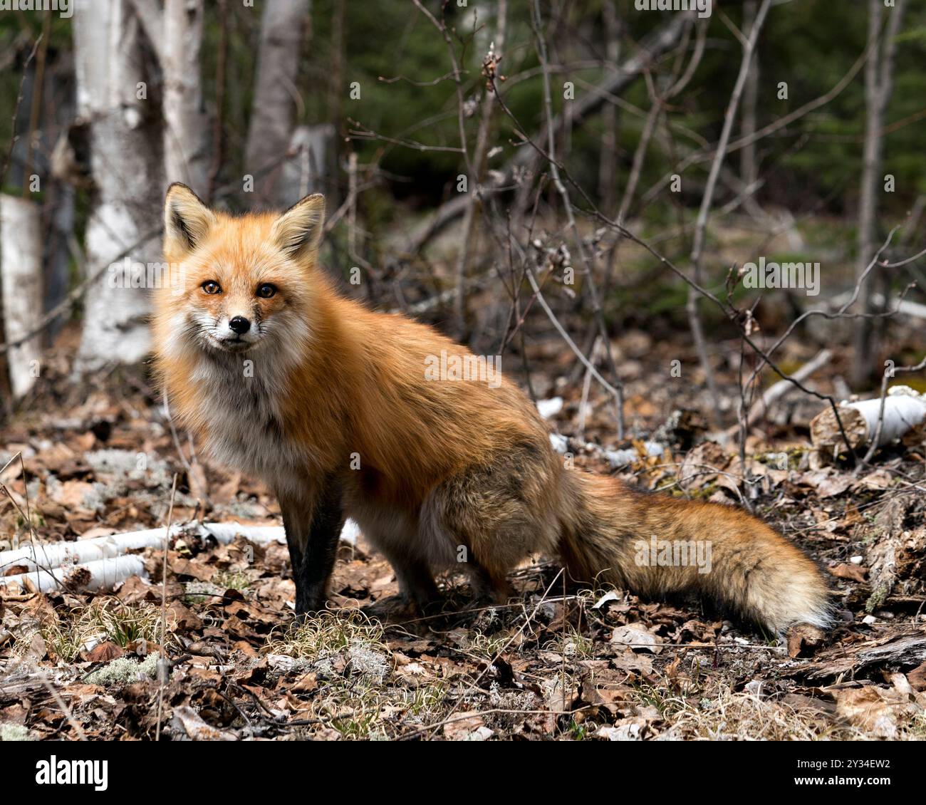 Rotfuchs Nahaufnahme Profilansicht in der Frühjahrssaison zeigt Fuchsschwanz, Fell, in seiner Umgebung und Lebensraum mit einem unscharfen Hintergrund. Fox-Bild. Bild Stockfoto