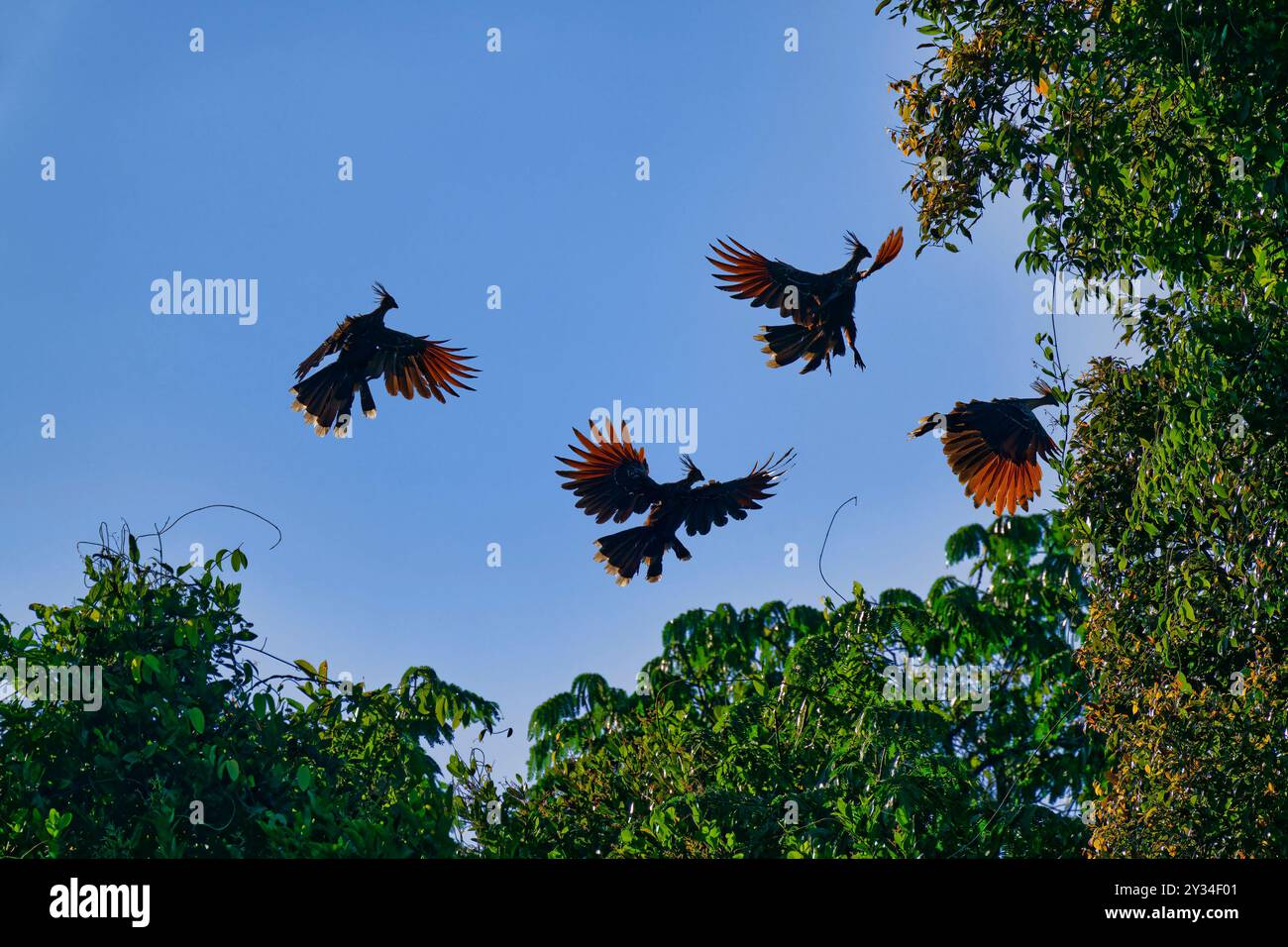 Gruppe von Hoatzin oder Andenkochen (Opisthocomus hoazin), die über den tropischen Wald fliegen, Alta Floresta, Amazonas, Brasilien Stockfoto