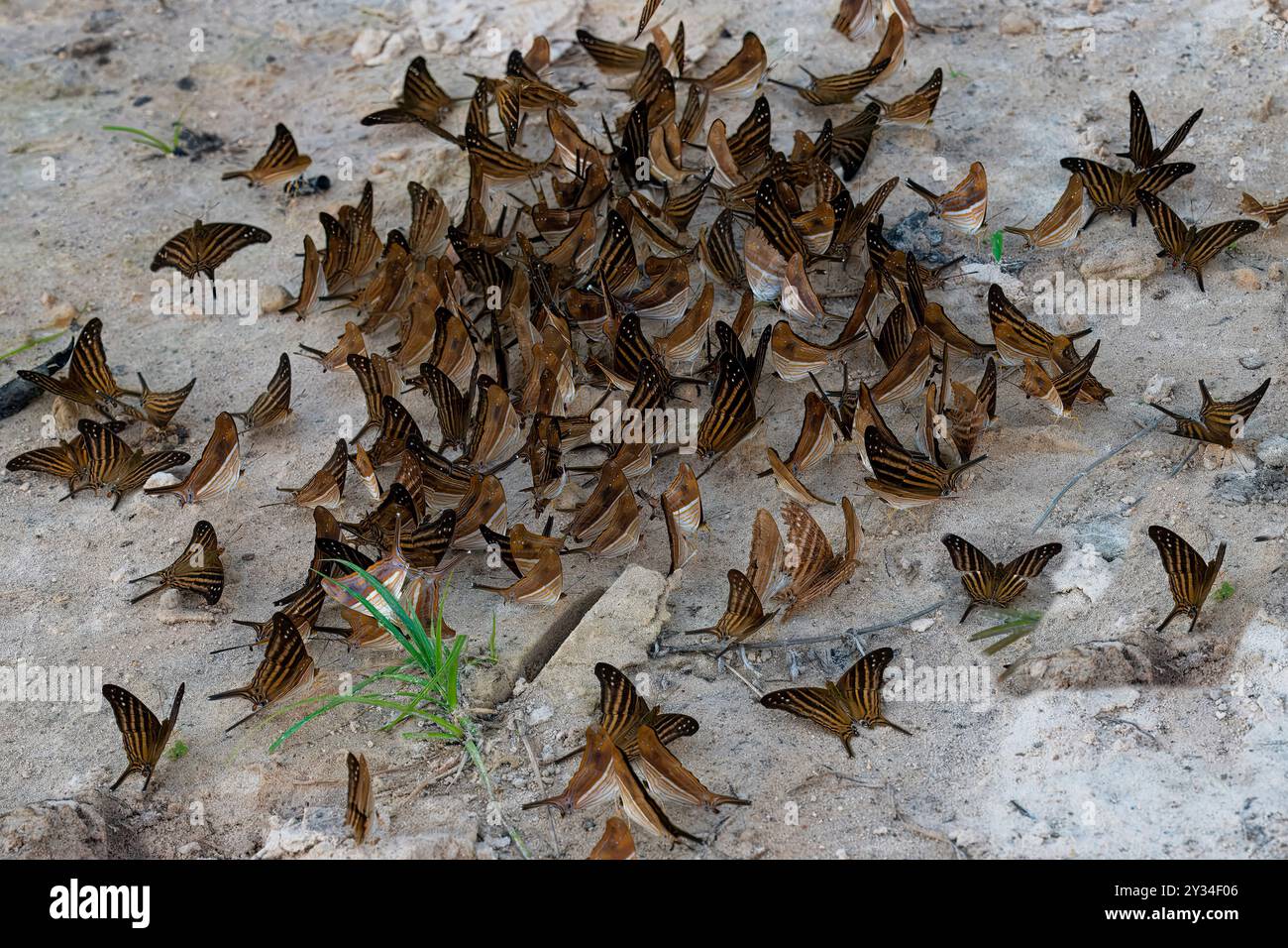 Schar von Schmetterlingen auf matschigem Boden, Alta Floresta, Amazonas, Brasilien Stockfoto