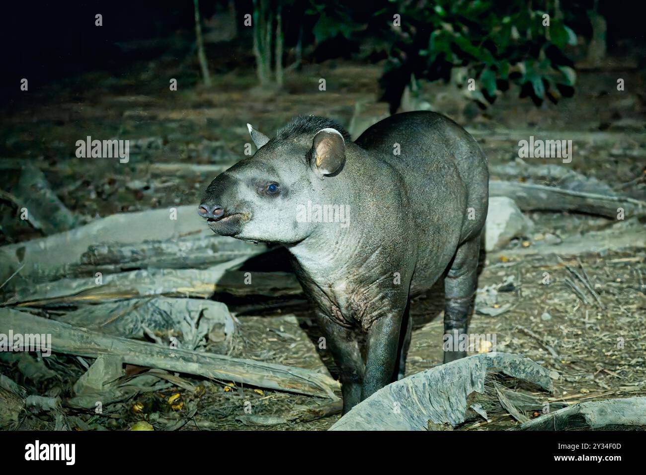 Brasilianischer Tapir (Tapirus terrestris) im tropischen Wald bei Nacht, Alta Floresta, Amazonas, Brasilien Stockfoto