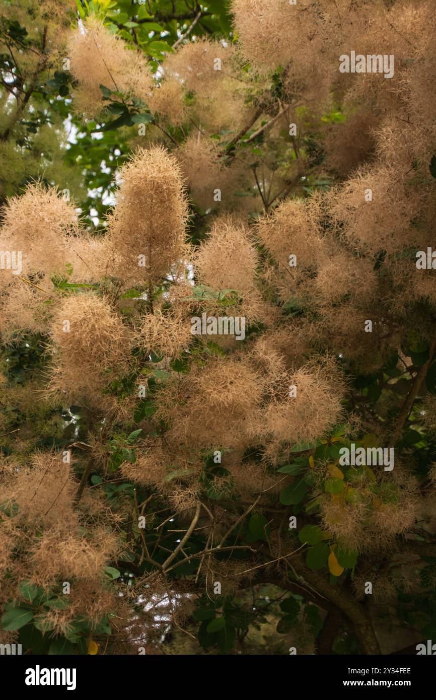 Blühender Räucherbaum, auch Venetien sumach Hintergrund genannt, in der Spätsommersaison Stockfoto
