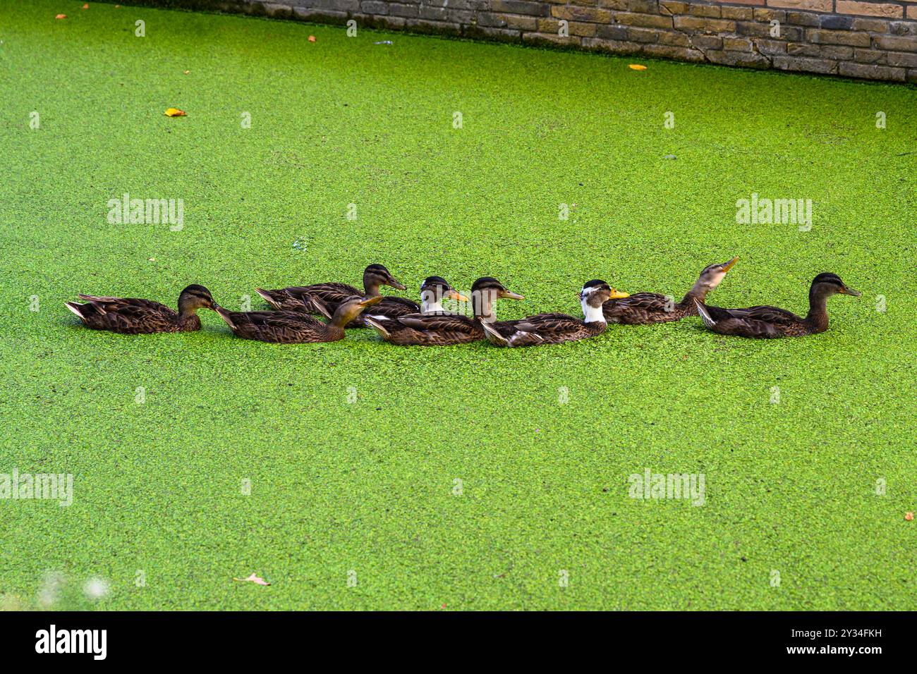 Eine Entenfamilie, die an einem sonnigen Tag in einem niederländischen Kanal schwimmen geht, Delft, Niederlande Stockfoto