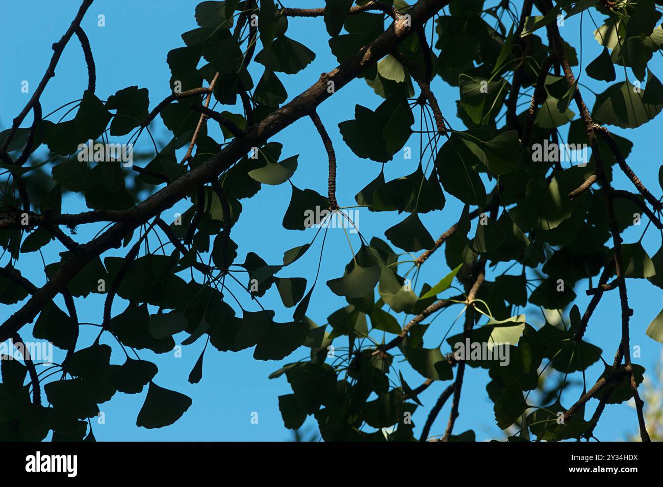 Ginkgo-Baumzweig und Blätter. Stockfoto