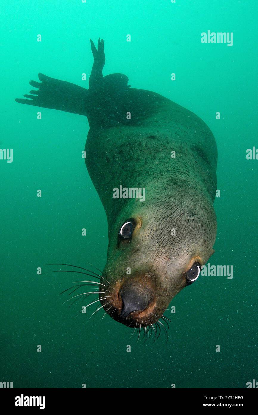 Steller Seelöwe, Nördlicher Seelöwe (Eumetopias jubatus), Alaska, Nordpazifik Stockfoto