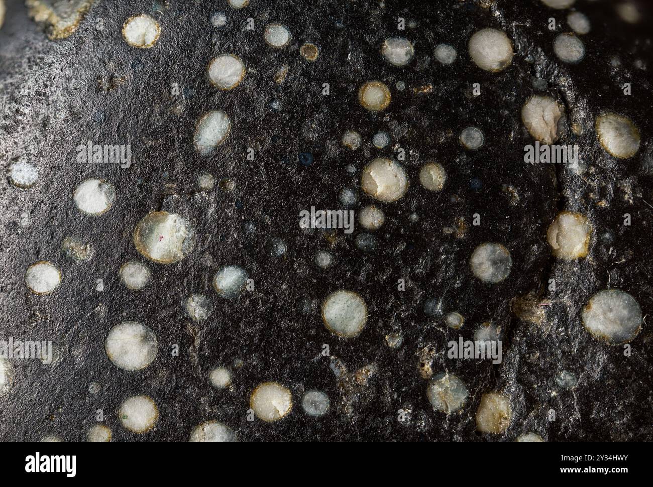Glatter, gerundeter kleiner Stein von der Küste. Steinstruktur. Schwarzer Stein mit weißen Flecken. Ultra-Makrofotografie. Stockfoto