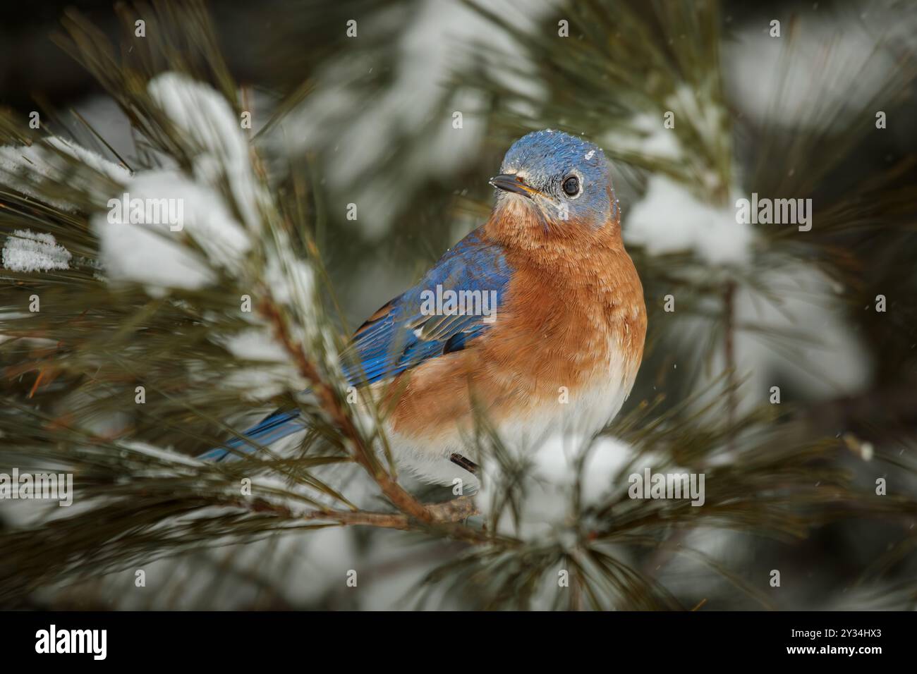 Ein männlicher Eastern Bluebird sitzt in einer verschneiten Kiefer mit Schneeflocken, die um ihn herum fallen. Stockfoto