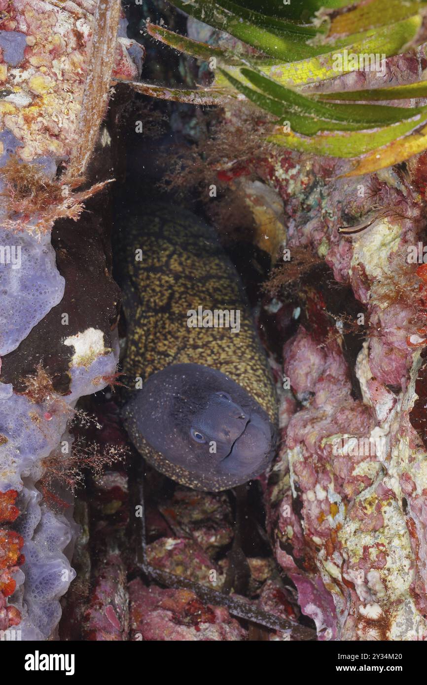 Der mediterrane Muränen (Muraena helena) versteckt sich in den Rissen und Spalten eines farbenfrohen Unterwasserriffs. Tauchplatz Giens Peninsula, Provence Alpes Ci¿½ Stockfoto