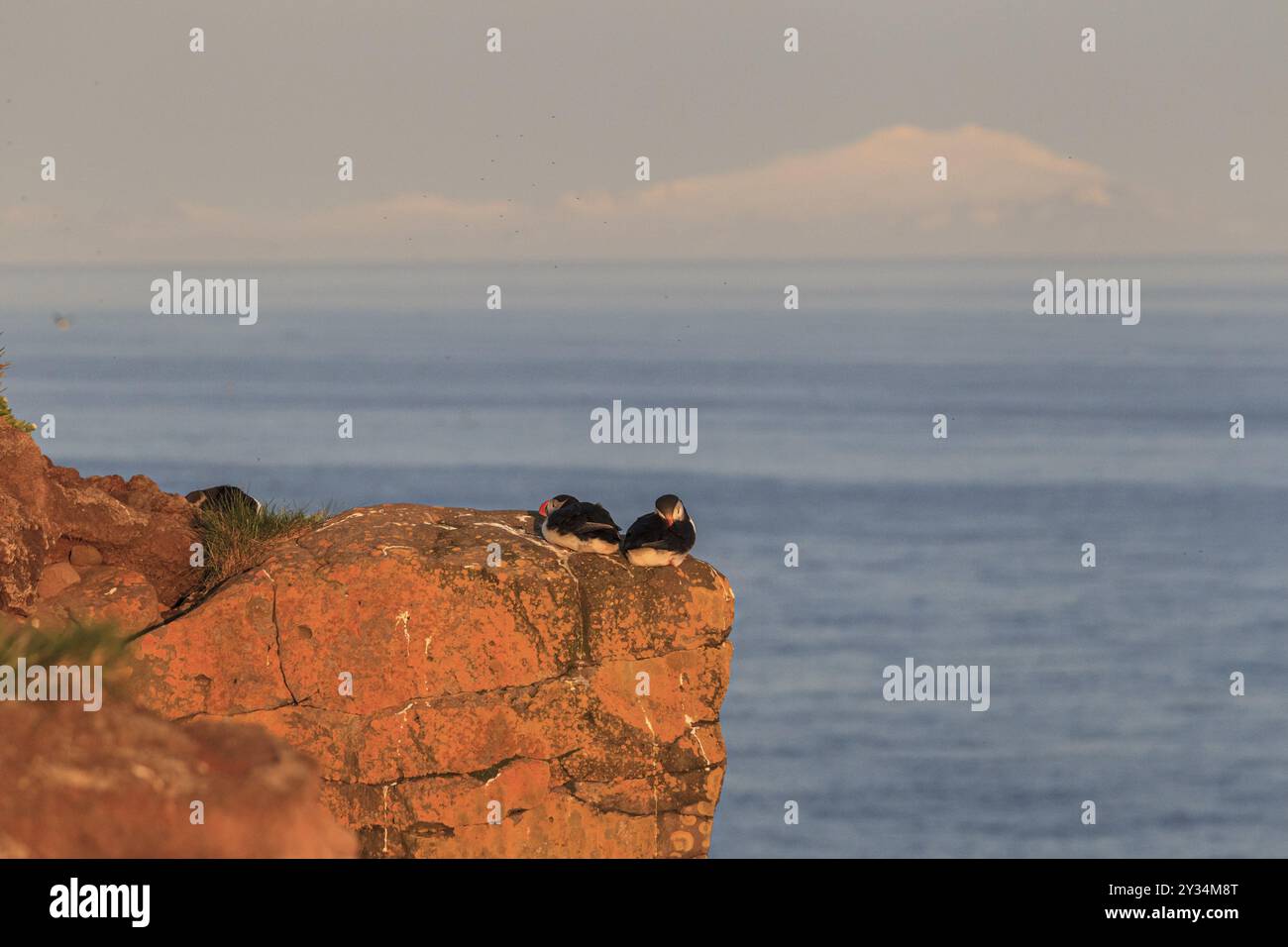 Puffin (Fratercula arctica), Paar, das auf einer Klippe am Meer sitzt, im Abendlicht der Mitternachtssonne, Sommer, Latrabjarg, Westfjorde, Island, E Stockfoto