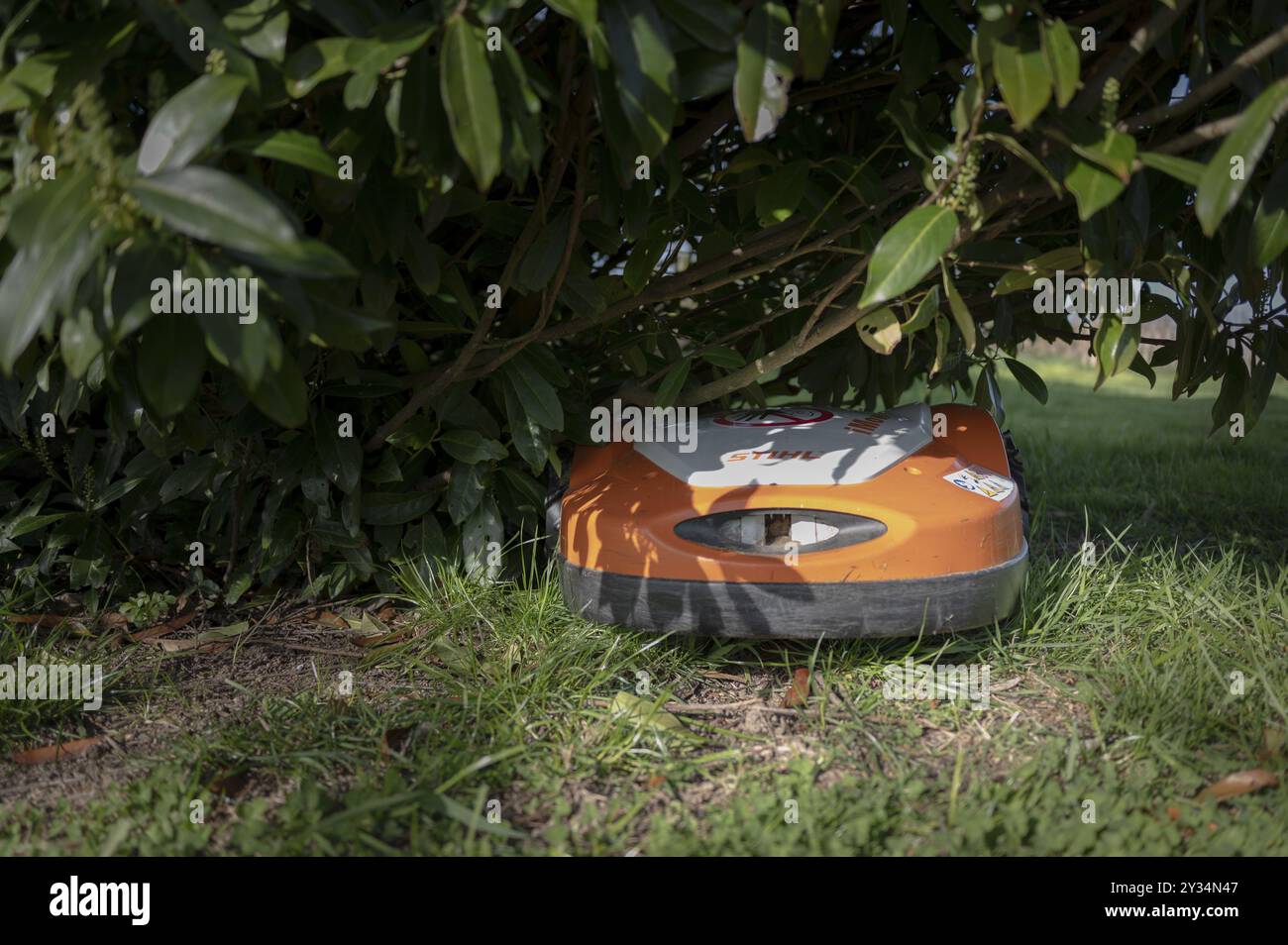 Mähroboter, Rasenmäher, Stihl, orange und weiß, unter KirschLorbeerbusch, auf Rasen stehend, Gefahr für Igel, Nordrhein-Westfalen, Deutschland Stockfoto