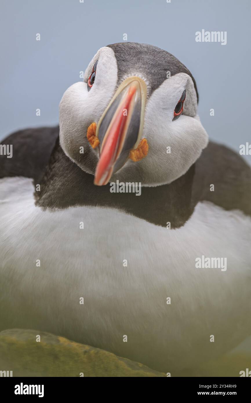 Puffin (Fratercula arctica) sitzt auf einer Klippe am Meer, frontal, Porträt, Sommer, Latrabjarg, Westfjorde, Island, Europa Stockfoto