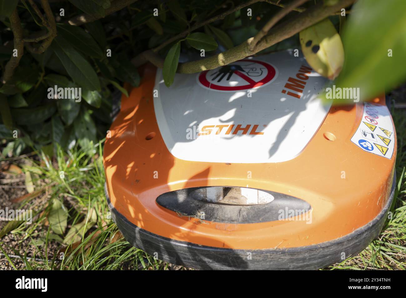 Mähroboter, Rasenmäher, Stihl, orange und weiß, unter KirschLorbeerbusch, auf Rasen stehend, Gefahr für Igel, Nordrhein-Westfalen, Deutschland Stockfoto
