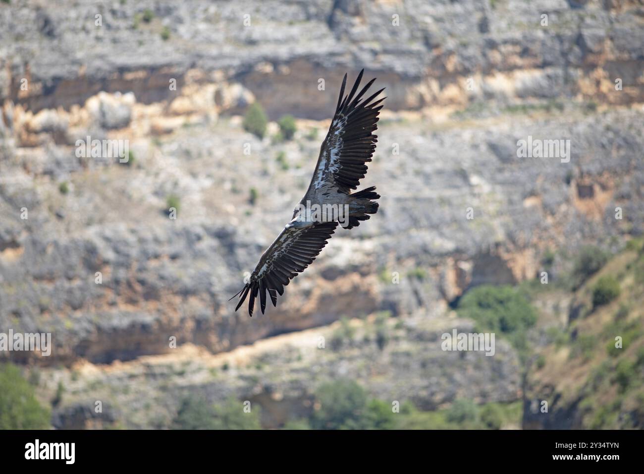 Gänsegeier (Gyps fulvus) im Flug, Naturschutzgebiet Hoces del Duraton, Provinz Segovia, Kastilien und Leon, Spanien, Europa Stockfoto