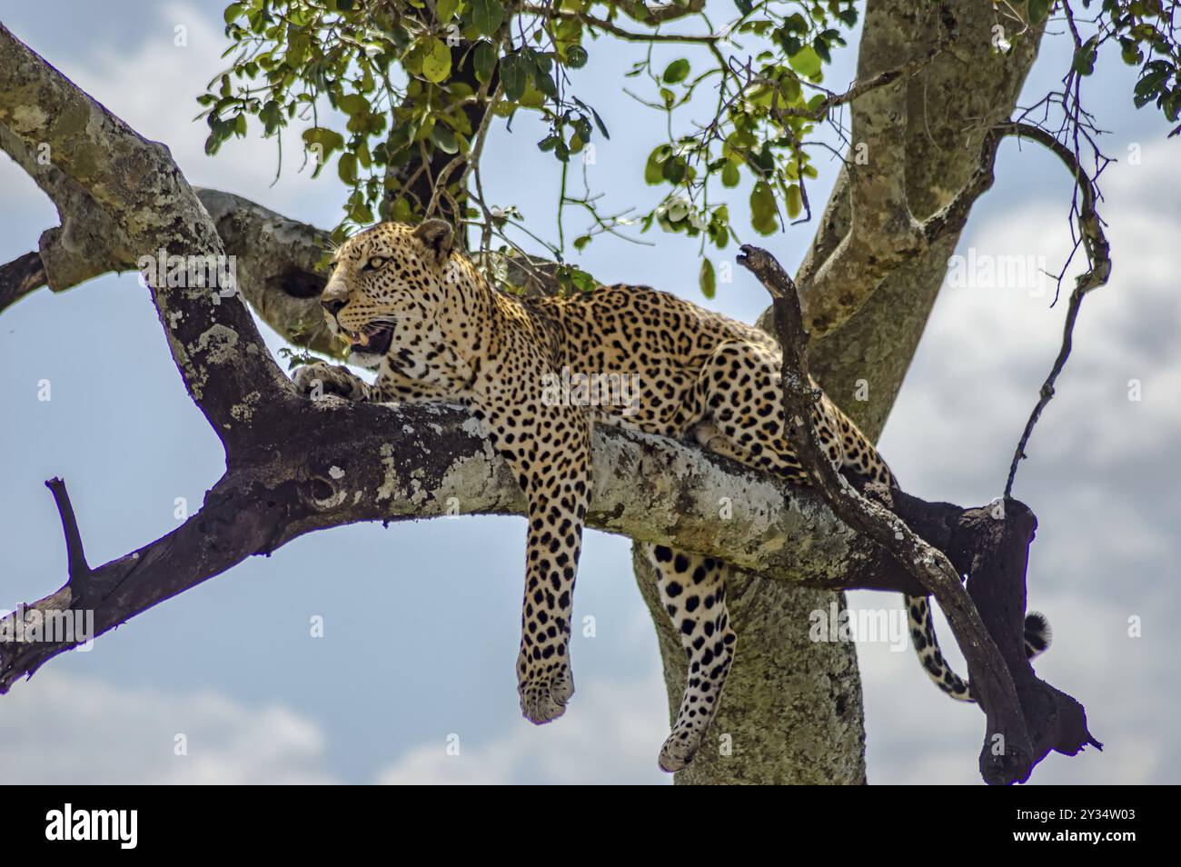 Leopard liegen auf einem Zweig eines Baumes in der Masai Mara Park im Nordwesten Kenias Stockfoto