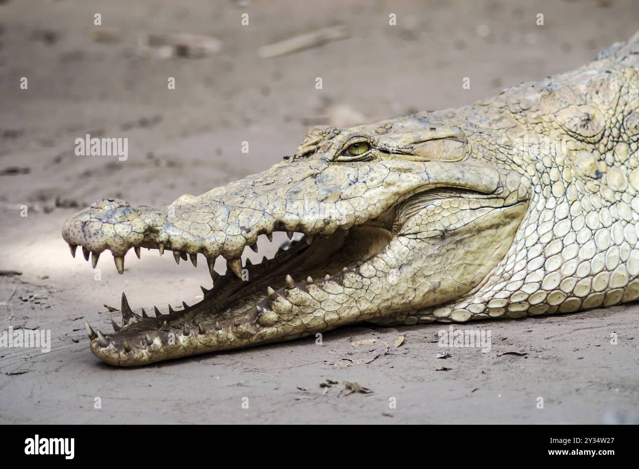 Ein Krokodil sonnt sich in der Hitze von Gambia, Westafrika. Natürlich, grün Stockfoto