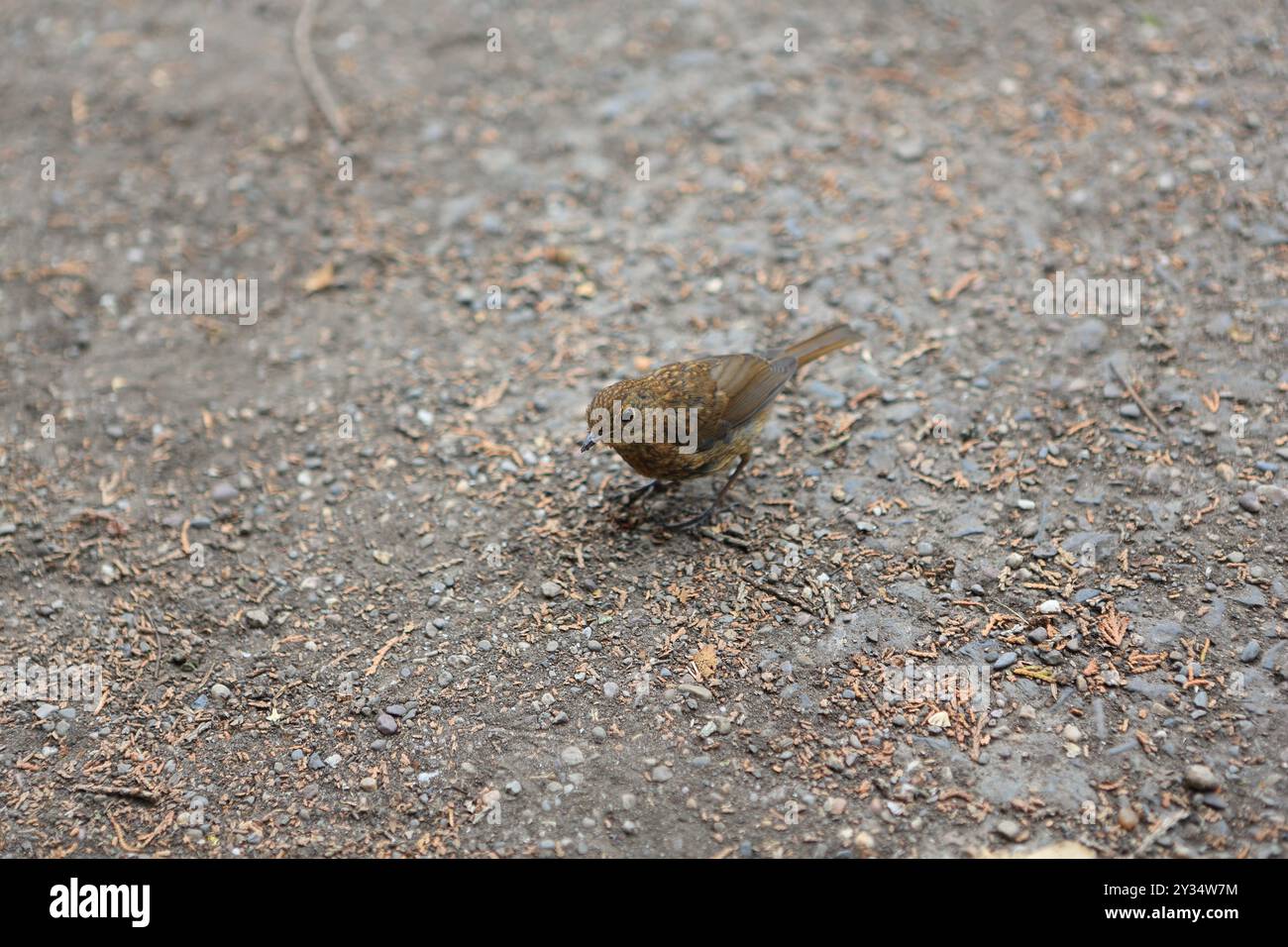 Vogel pickt am Boden, brauner grauer Hintergrund Stockfoto