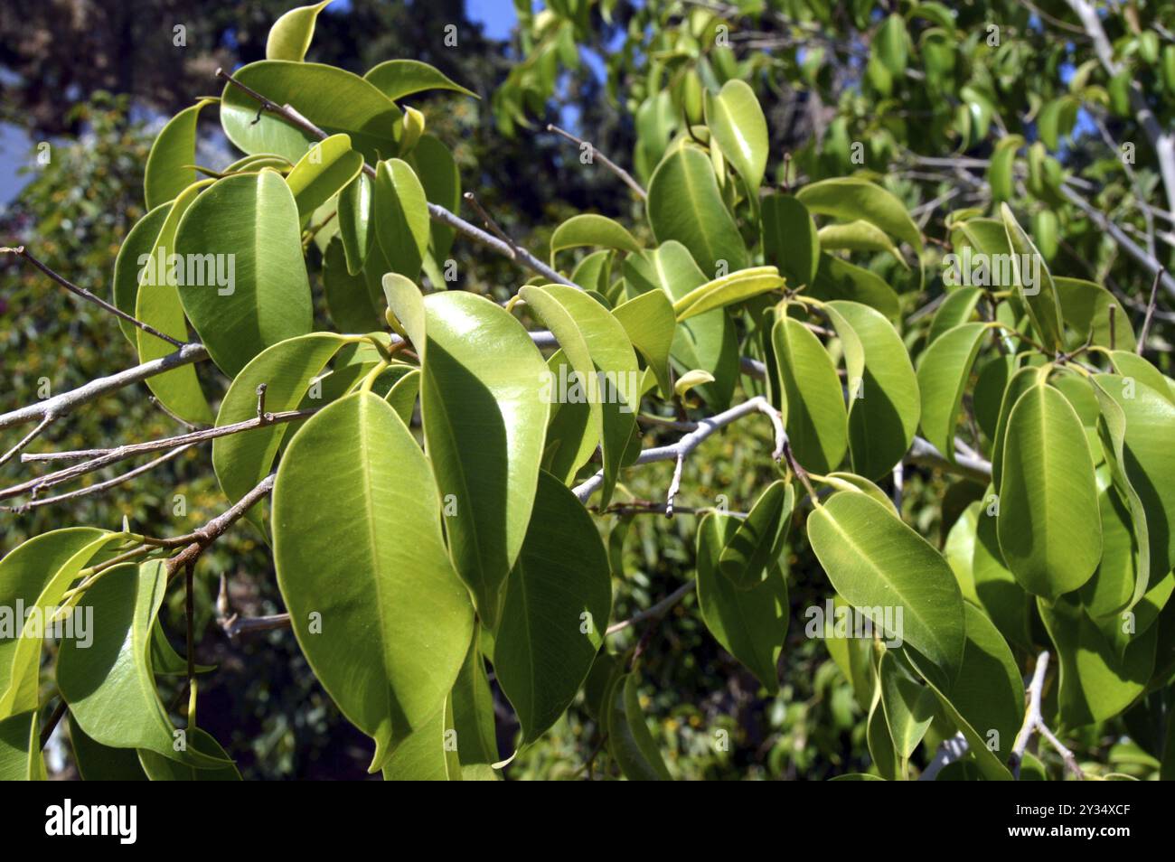 Blätter einer fetten Pflanze von grüner Farbe Stockfoto