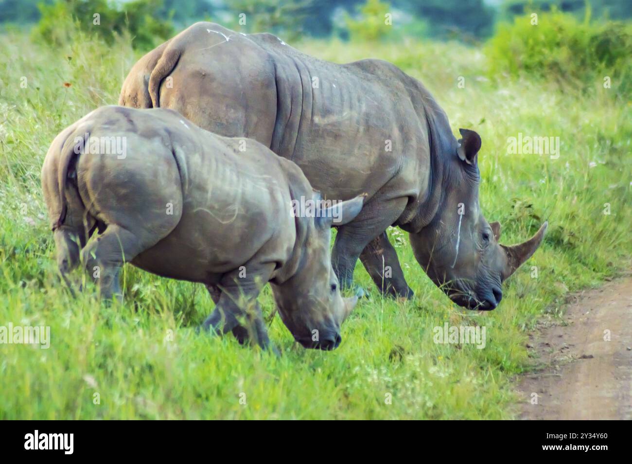 Weibliche weiße Nashorn und ihr Junges in der Savanne von Nairobi Park im Zentrum von Kenia Stockfoto