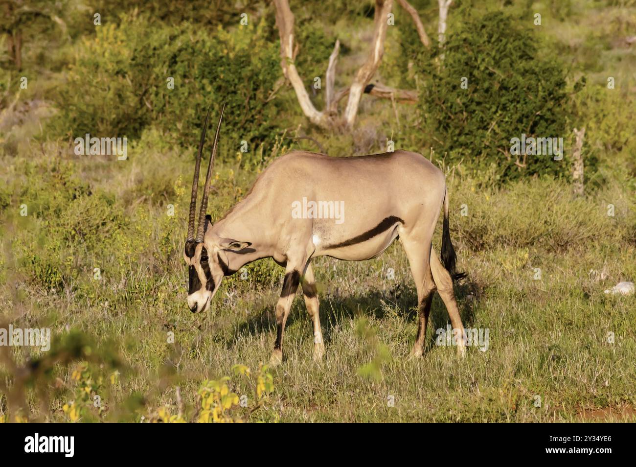 Lonely Oryx grasen in der Savanne von Samburu Park im Zentrum von Kenia Stockfoto