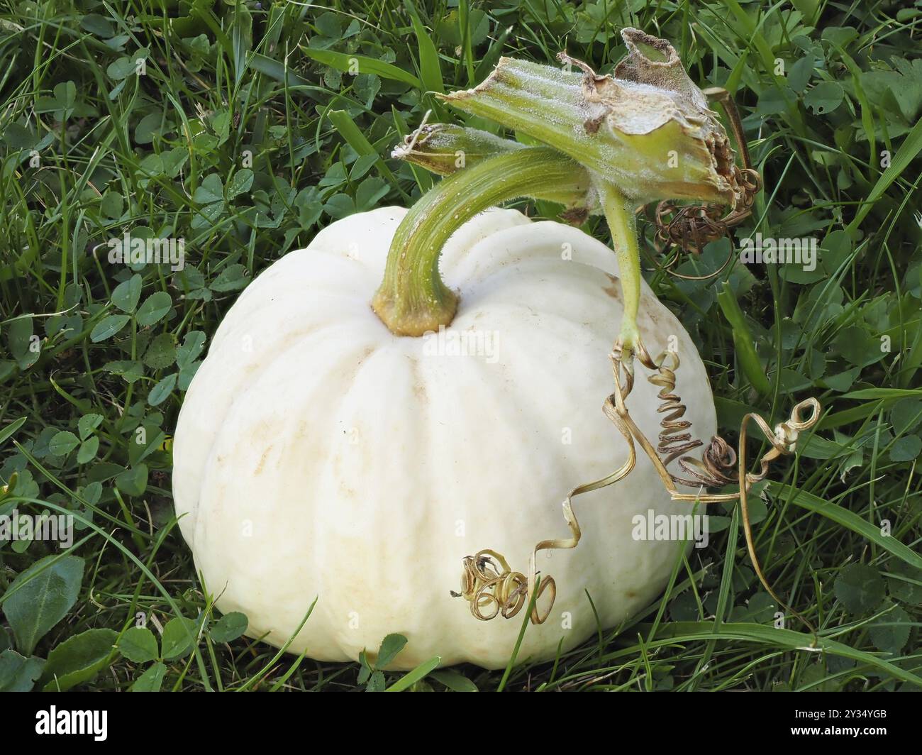 Kürbisfamilie (Cucurbitaceae), Zierkürbis, Nordrhein-Westfalen, Deutschland, Europa Stockfoto