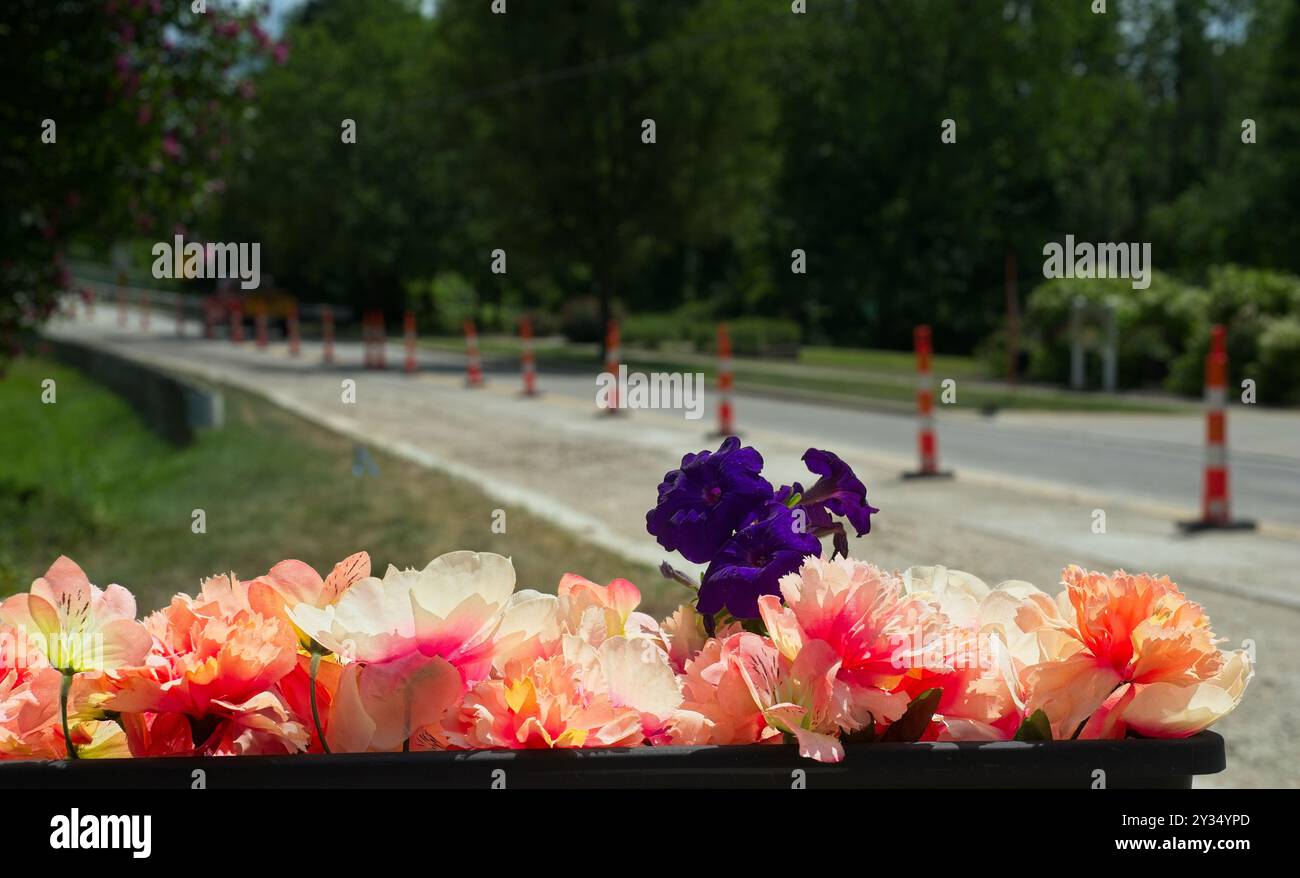 Stoffblumen mit echten violetten Petunien in einem Pflanzgefäß neben einer Straße mit Verkehrskegeln entlang der Mittellinie Stockfoto