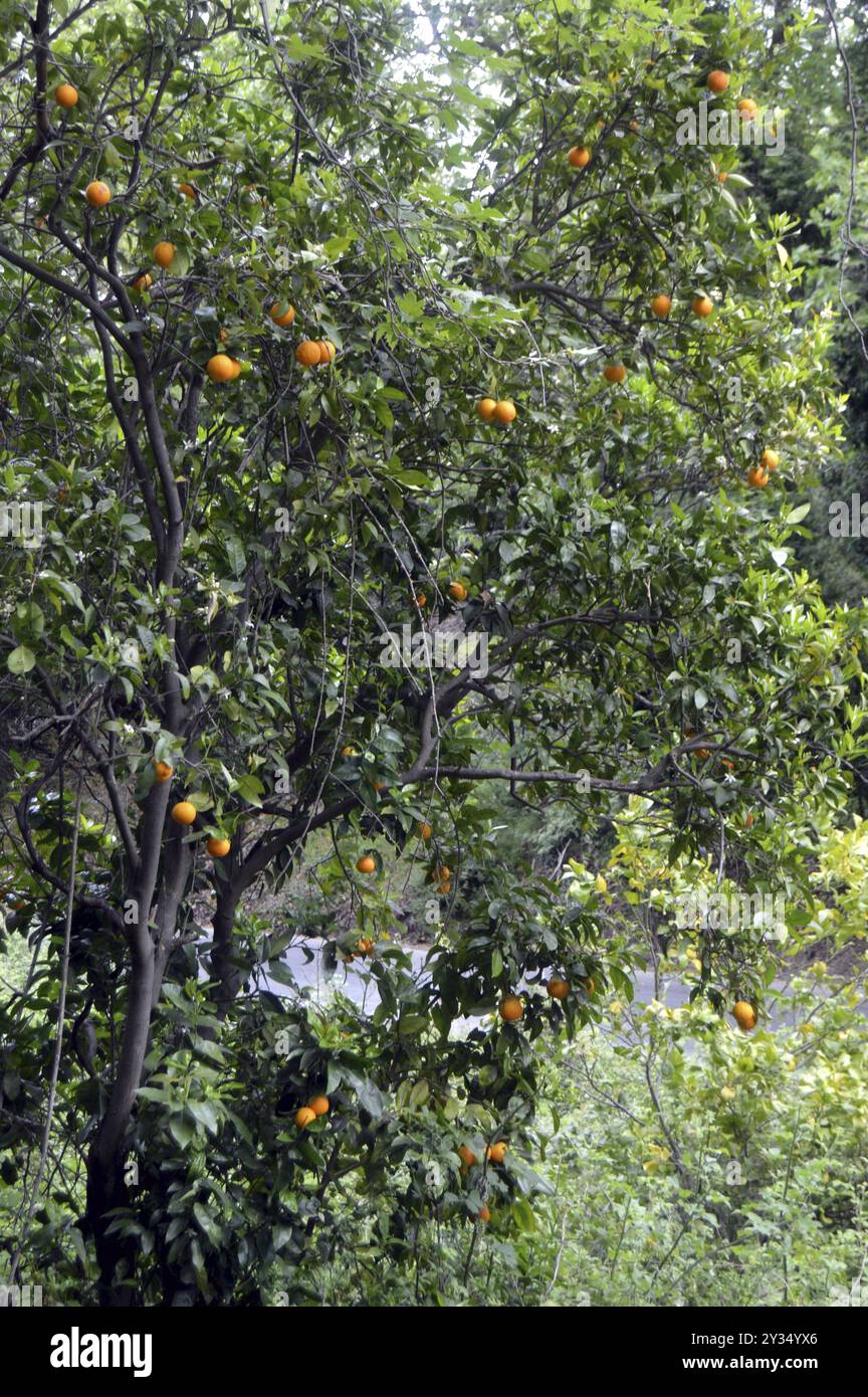 Ein Orangenbaum mit Früchten in der kretischen Kampagne Stockfoto