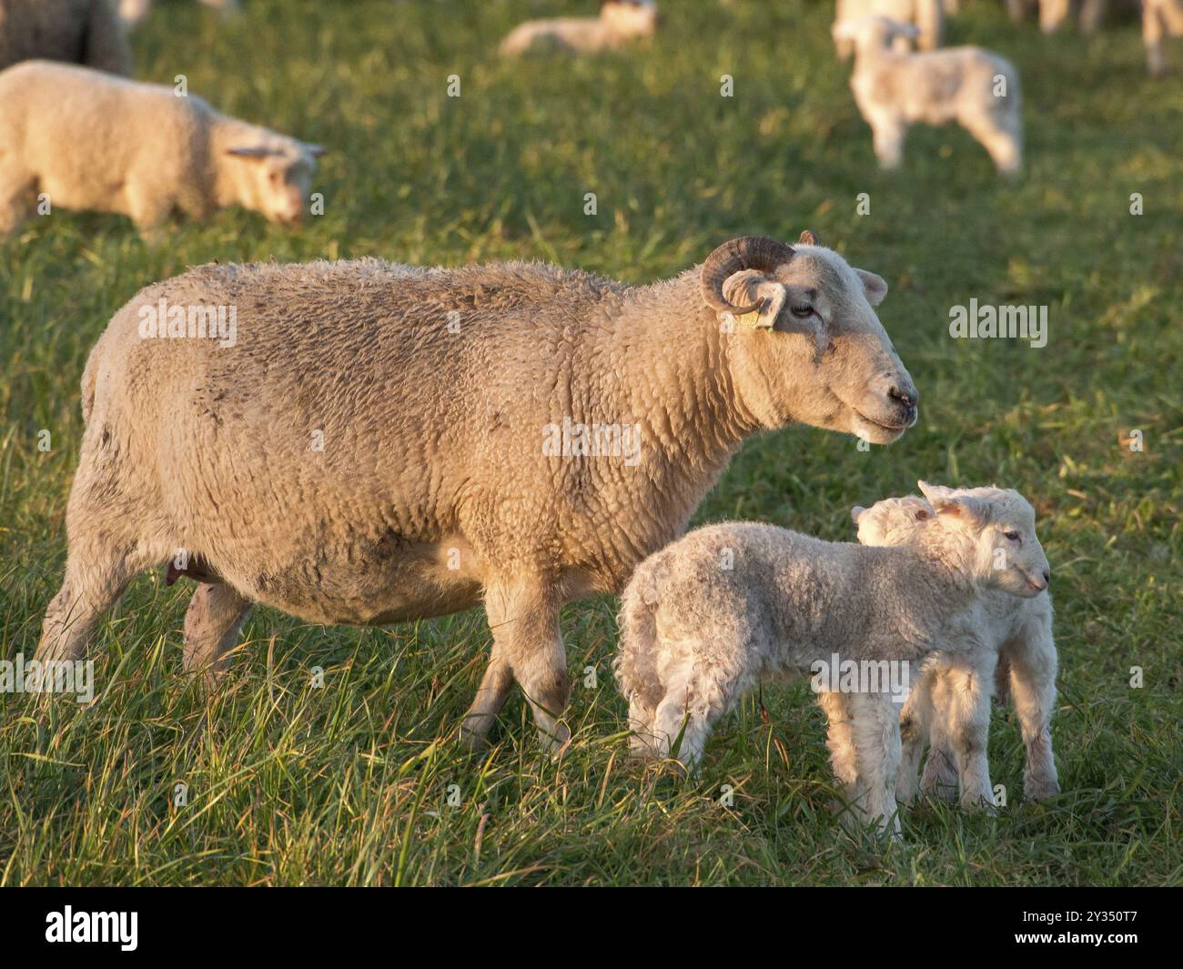 Schafe und zwei Lämmer auf grüner Weide in einer Schafherde, Borken, münsterland, Deutschland, Europa Stockfoto