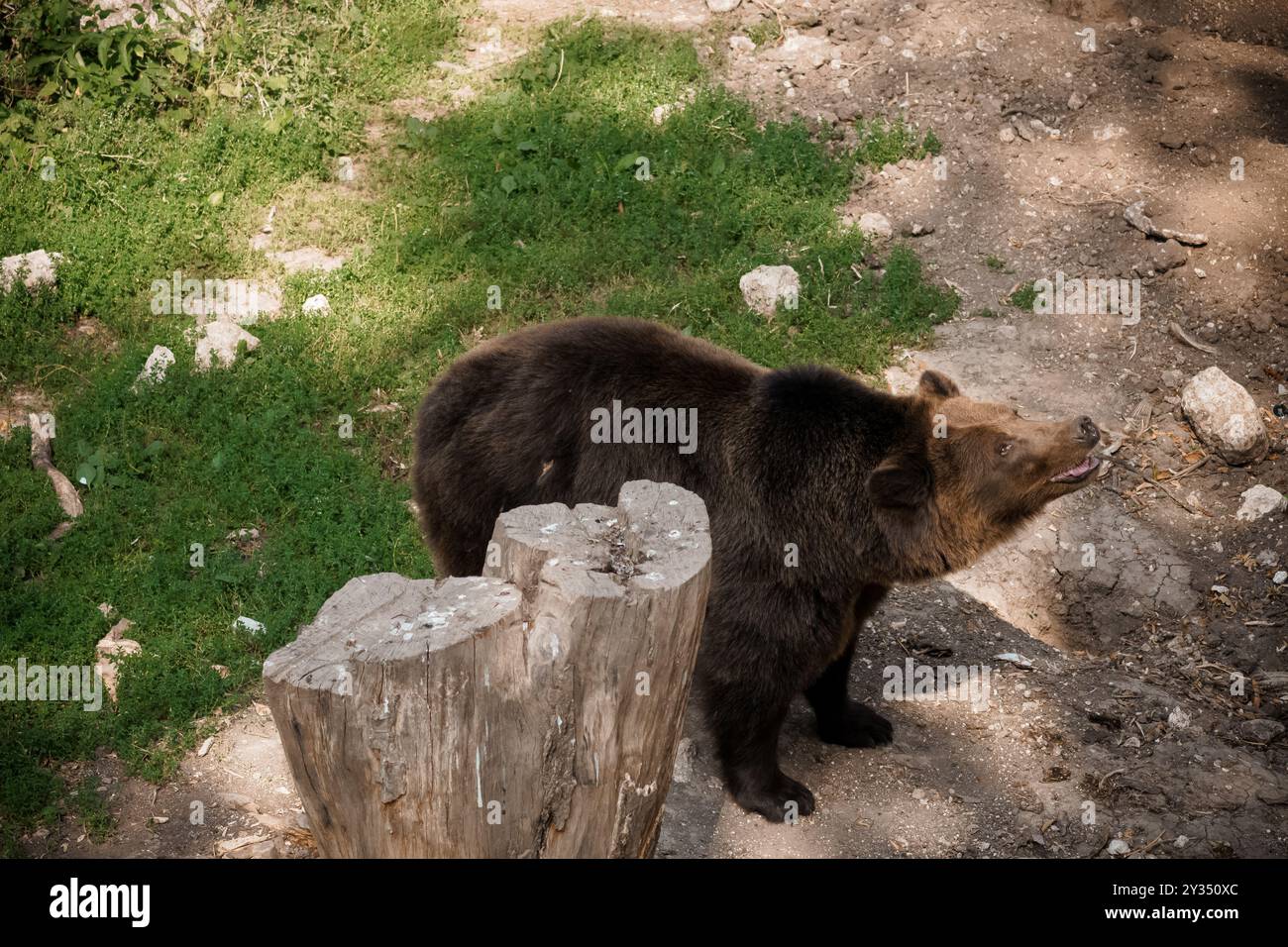 Majestätischer Braunbär, der sich frei in seinem natürlichen Lebensraum umgibt, umgeben von üppigem Grün und sonnendurchfluteter Erde. Stockfoto