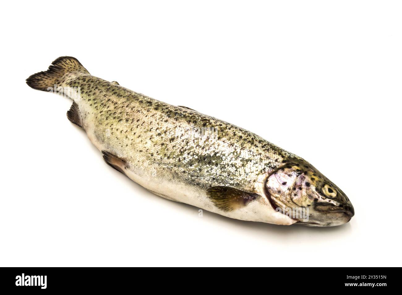 Eine Forelle auf weißem Hintergrund Stockfoto