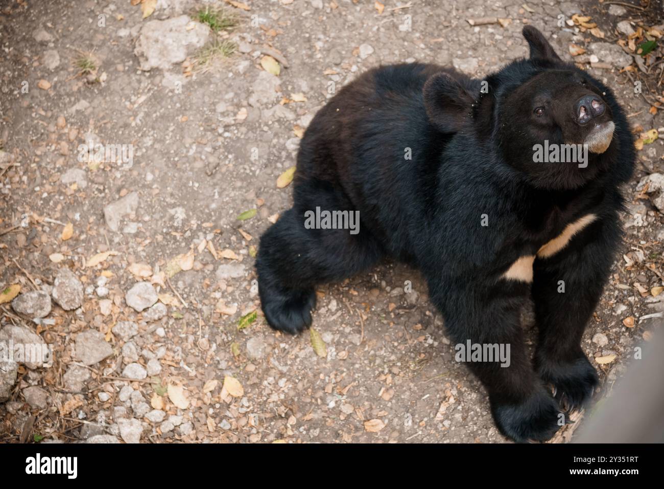 Neugieriger Schwarzbär mit einzigartigen Markierungen auf dem Waldboden. Stockfoto