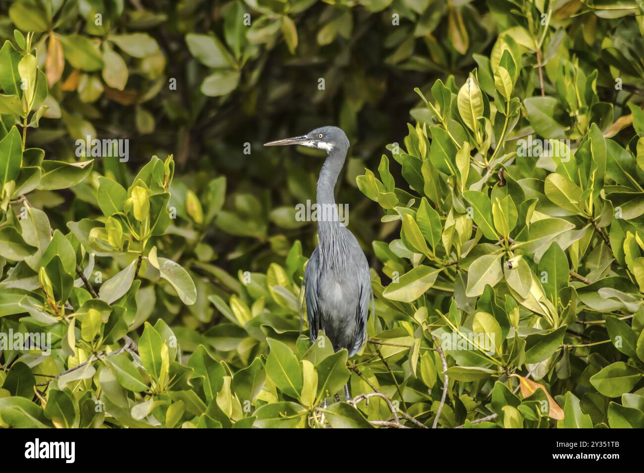 Graureiher, Ardea cinerea, großer Graureiher von Seen und Flüssen in Gambia Stockfoto