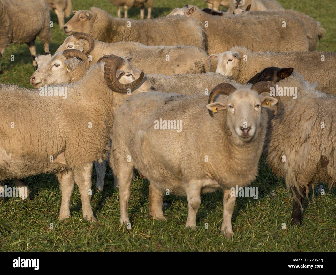 Eine Gruppe weißer Schafe mit Hörnern auf einer grünen Wiese, Borken, münsterland, Deutschland, Europa Stockfoto