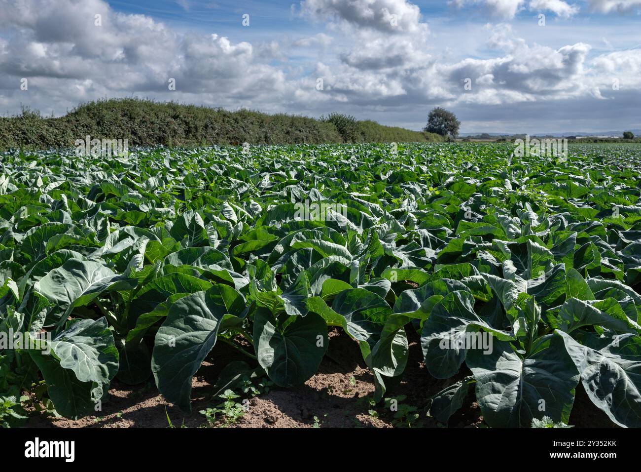 Junge Brokkoli-Pflanzen, die in North Devon UK wachsen Stockfoto