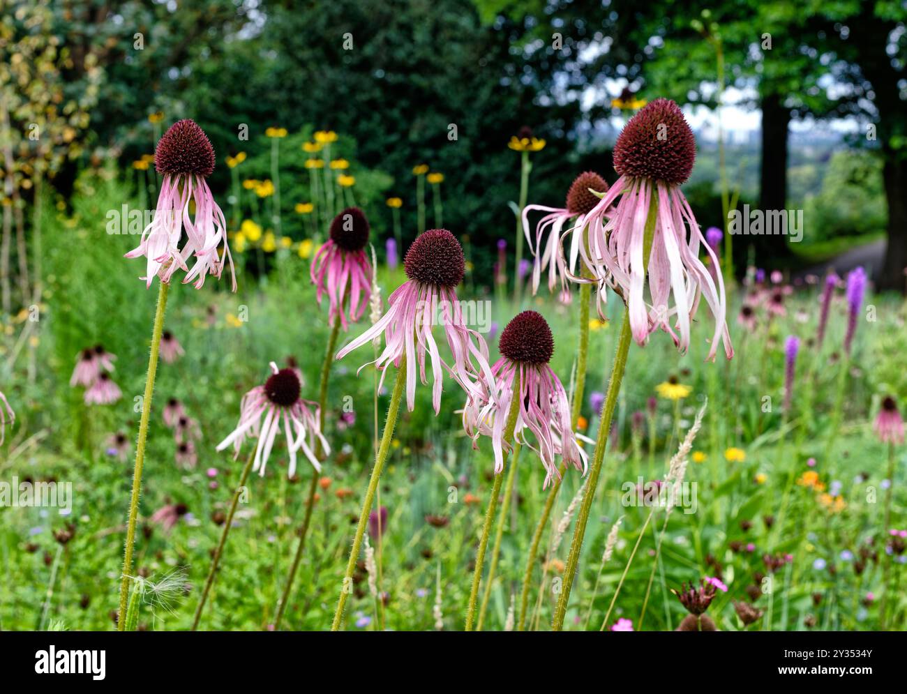 Schmalblättrige Blütenblumen auf einem Feld Stockfoto