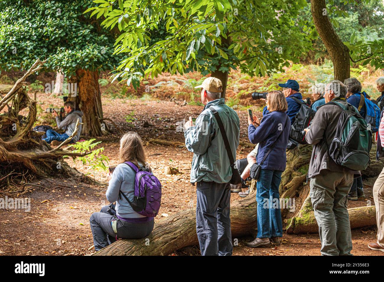 Besucher und Touristen fotografieren die roten Eichhörnchen auf Brownsea Island in Poole Harbour, Dorset, England, Großbritannien Stockfoto