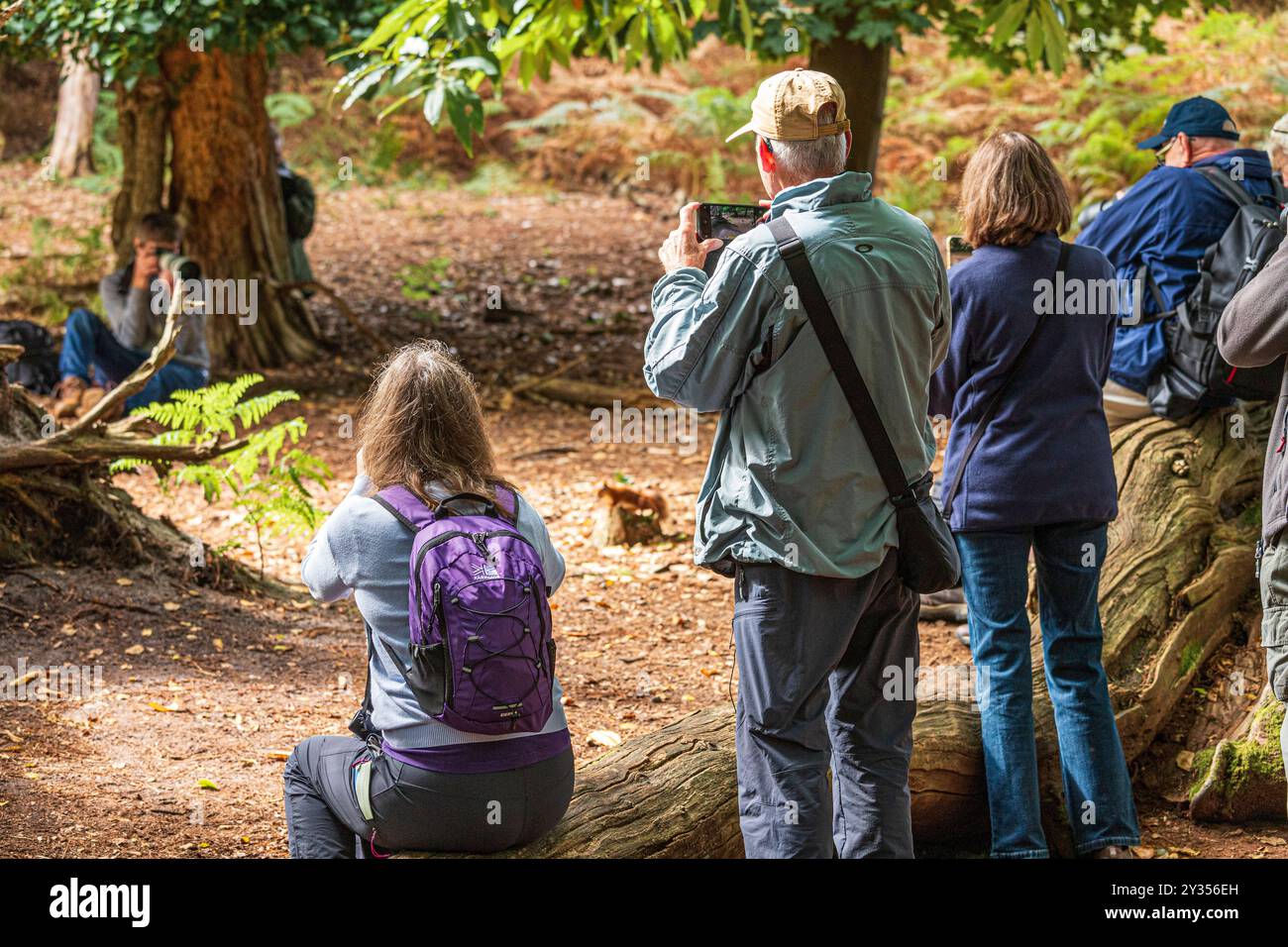 Besucher und Touristen fotografieren die roten Eichhörnchen auf Brownsea Island in Poole Harbour, Dorset, England, Großbritannien Stockfoto