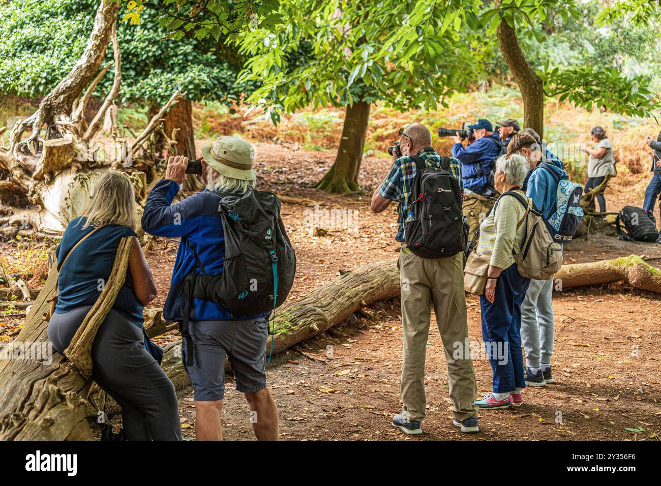 Besucher und Touristen fotografieren die roten Eichhörnchen auf Brownsea Island in Poole Harbour, Dorset, England, Großbritannien Stockfoto