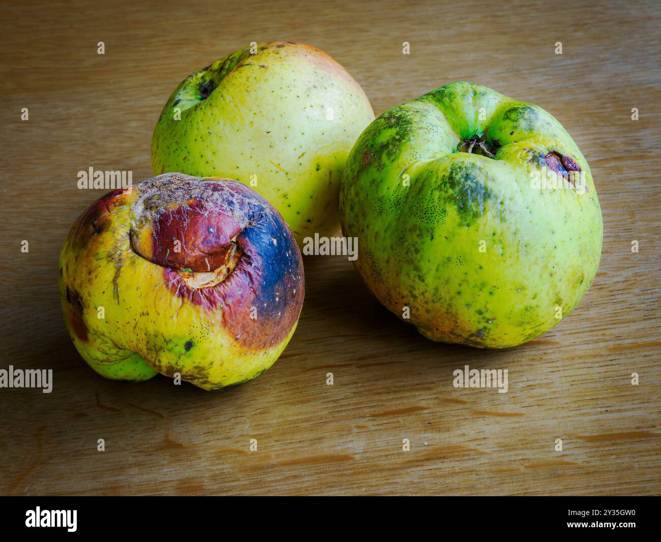 Drei Windfall-Äpfel in verschiedenen Stadien des Verfalls auf einem Eichentisch - Somerset UK Stockfoto