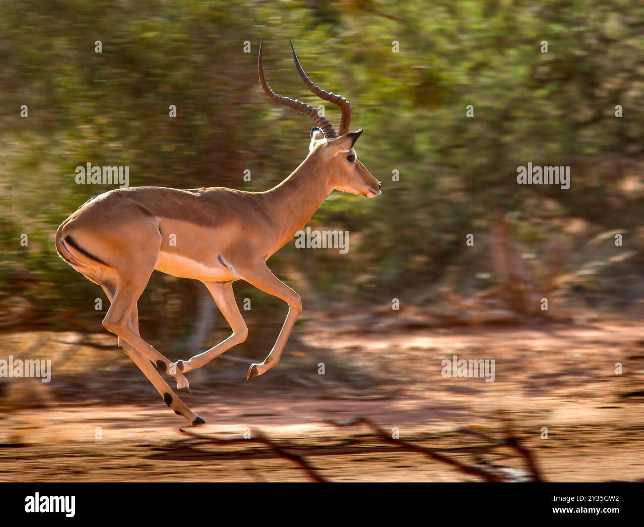 Männlicher Impala Aepyceros melampus, der schnell läuft - Tsavo East National Park Kenia Stockfoto