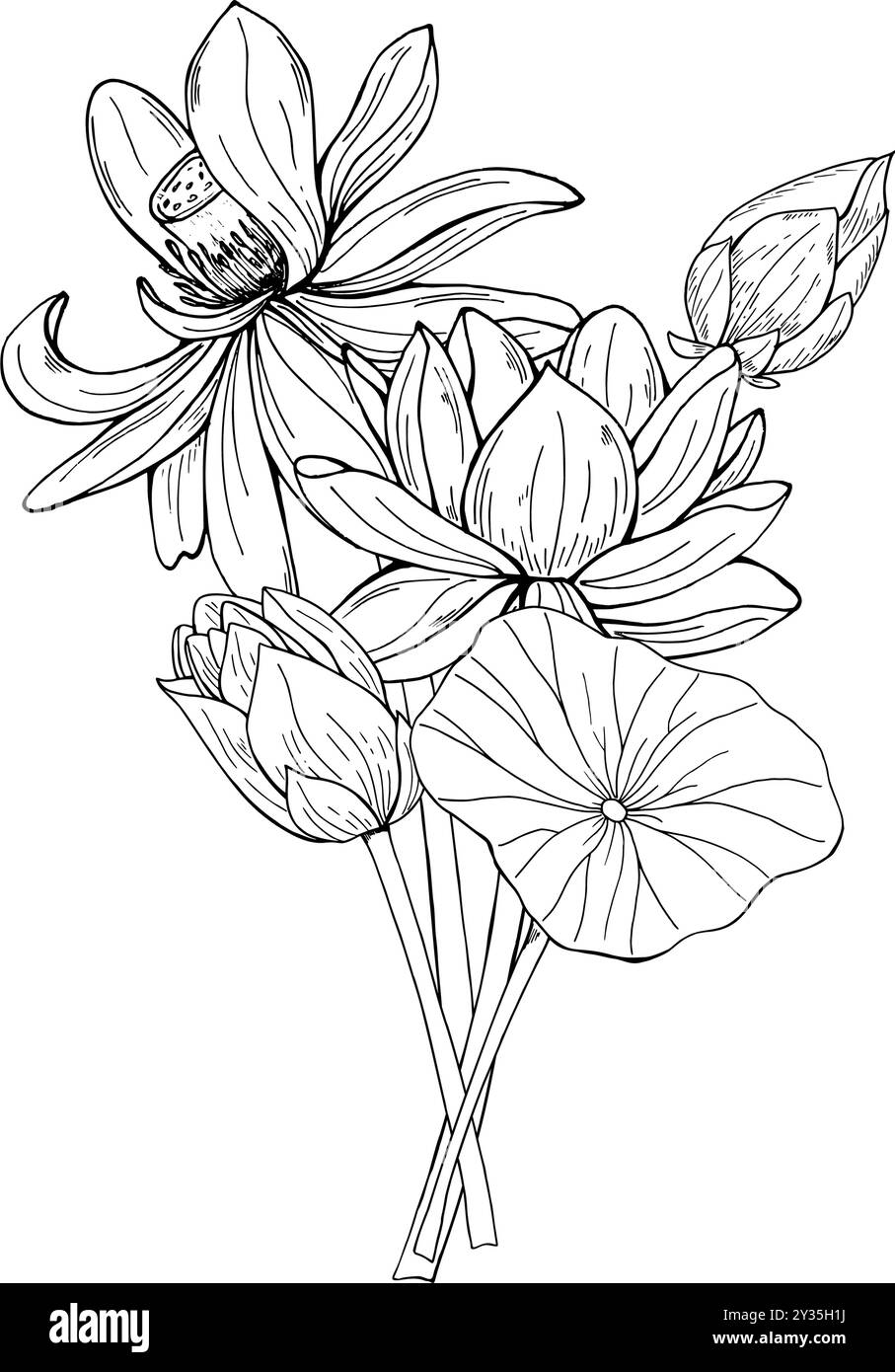 Monochrome blühende Lotus-Bouquet-Vektor-Illustration gemalt von schwarzen Tinten. Transparente Wasserlilien unter Blättern Ätzzeichnung. Stock Vektor