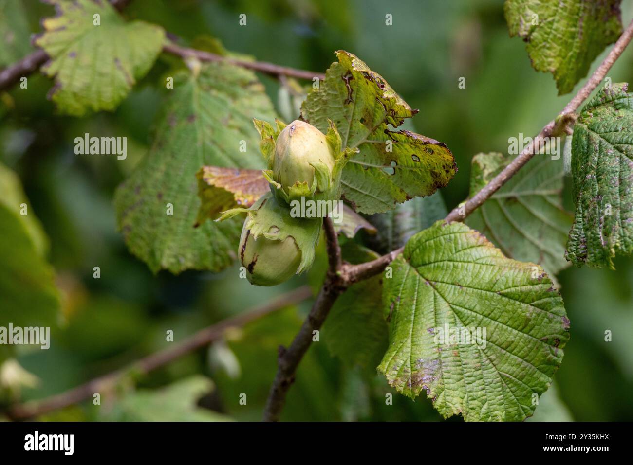 Junge Haselnüsse (filbert, Kobnuss) wachsen auf dem Baum. Grüne Haselnuss von Bio-Nussfarmen. Haselnüsse oder Kokosnüsse mit Blättern im Garten. Der Conce Stockfoto