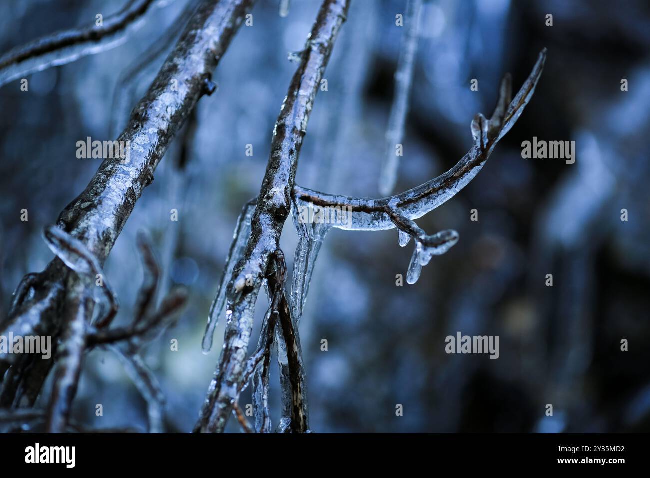 Nach kaltem Eisregen im Herbst mit Eis bedeckt Stockfoto