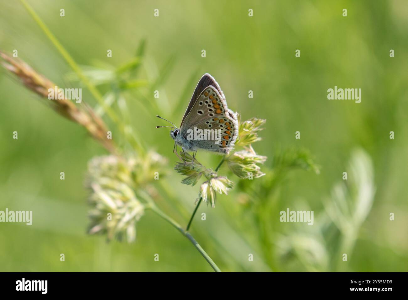 Mountain Argus oder Northern Brown Argus Schmetterling männlich - Aricia artaxerxes Stockfoto