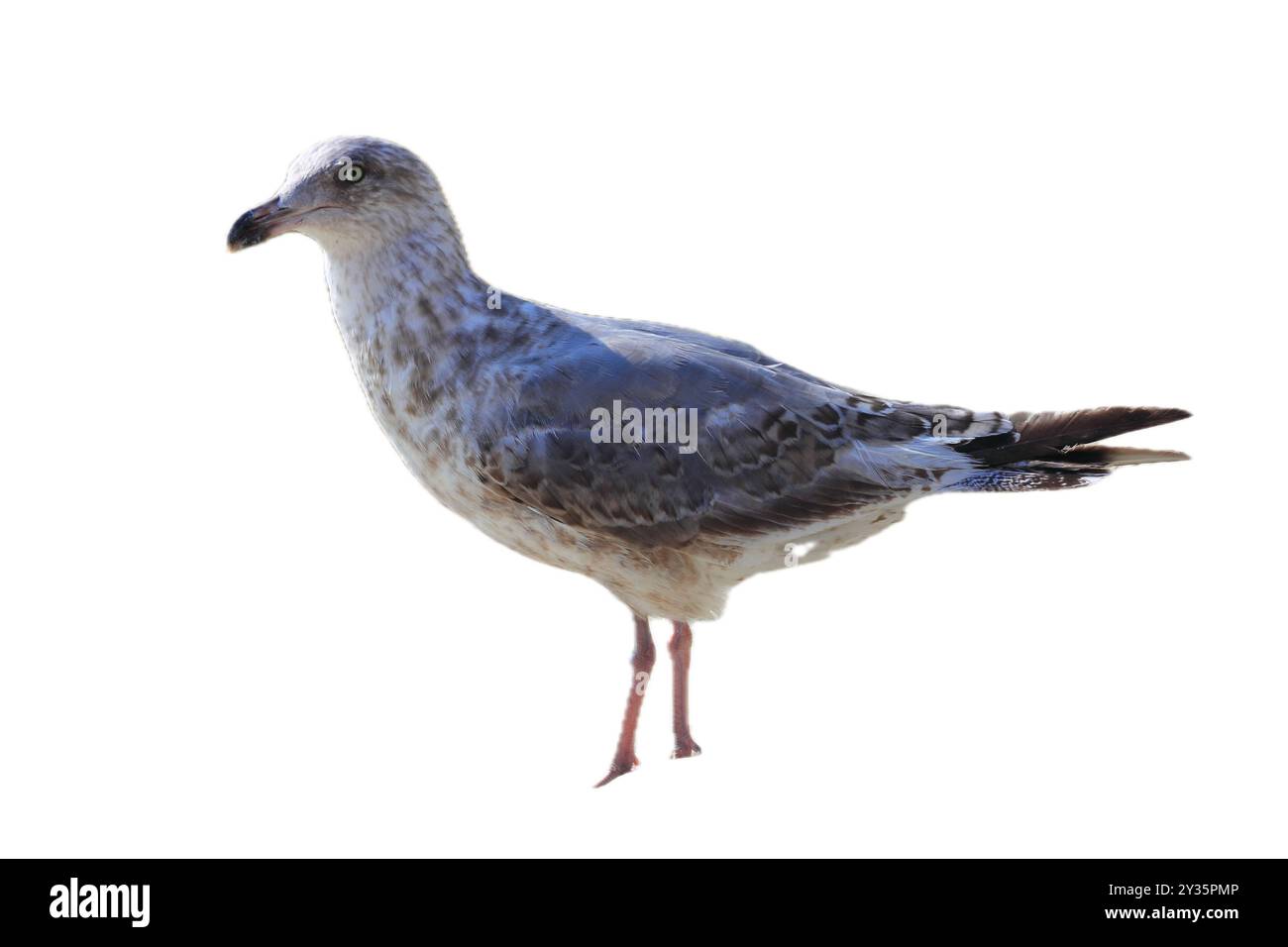 Die Europäische Heringsmull (Larus argentatus) ist eine große Möwe. Eine der bekanntesten Möwen entlang der Küsten Westeuropas, war einst reichlich Stockfoto