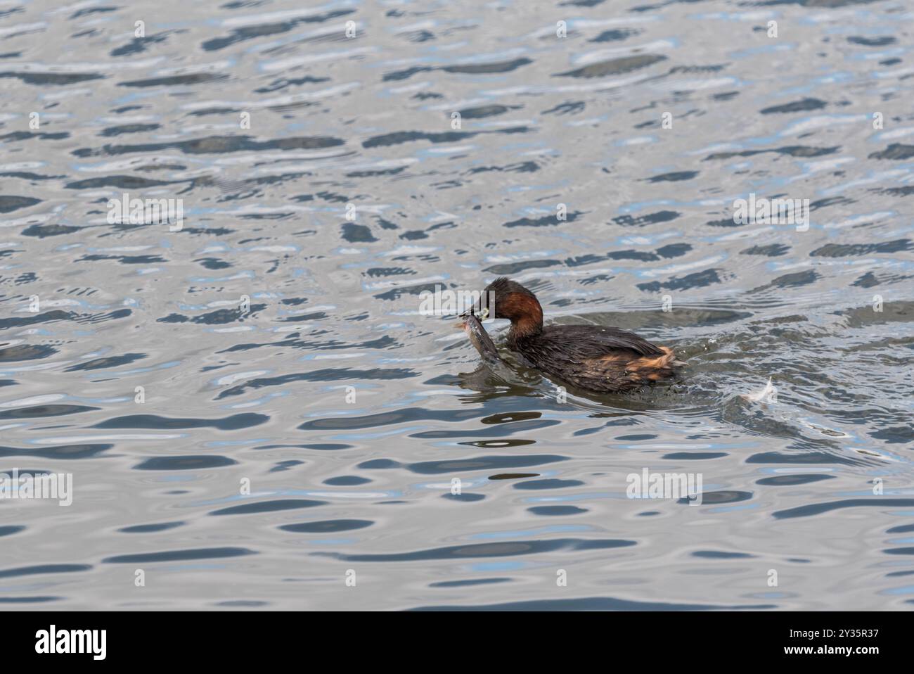 Erwachsener kleiner Grebe (Tachybatus ruficollis) mit einem Fisch, den er zu einem Küken bei Rye Meads, Herts, nahm Stockfoto