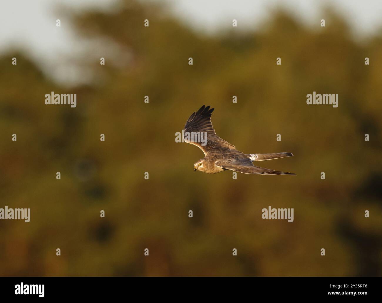 Pallide harrier im Flug Stockfoto