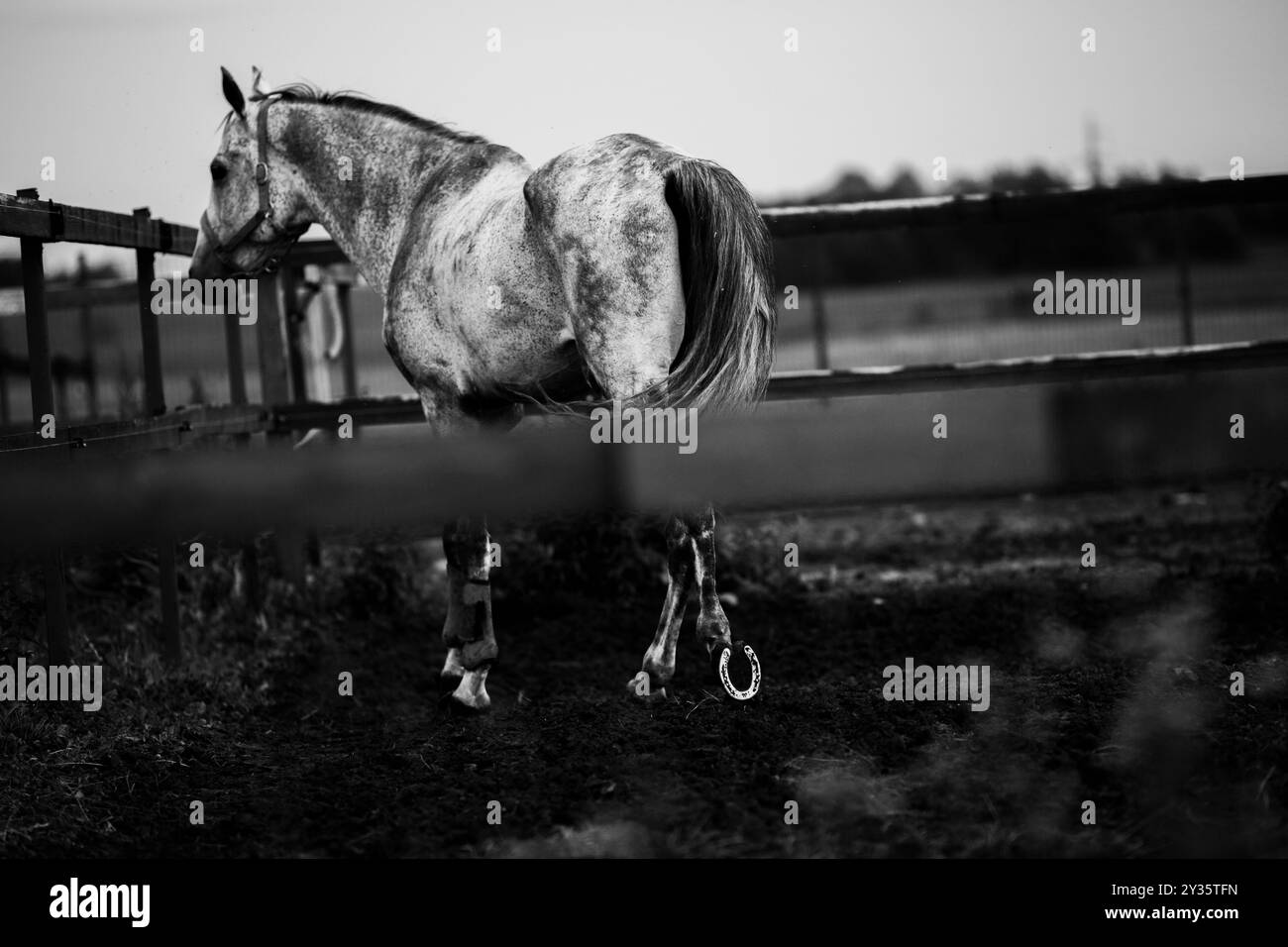 Ein Schwarzweißfoto eines Pferdes, das auf einem Feld auf einem Bauernhof weidet. Das Pferd trägt Schuhe und befindet sich in einem Paddock. Die Abbildung zeigt das ag Stockfoto