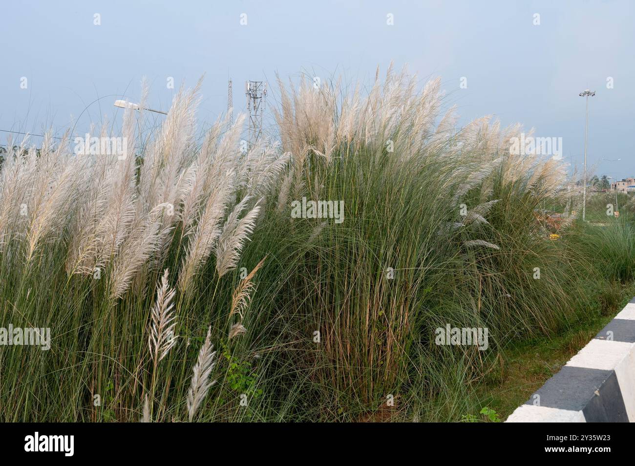 Kaashful, Kans Gras oder Saccharum Spontaneum, blüht neben der hohen Straße von West Bengal, Indien. Das saisonale Wachstum von Kaashful ist mit dem Timing verbunden Stockfoto