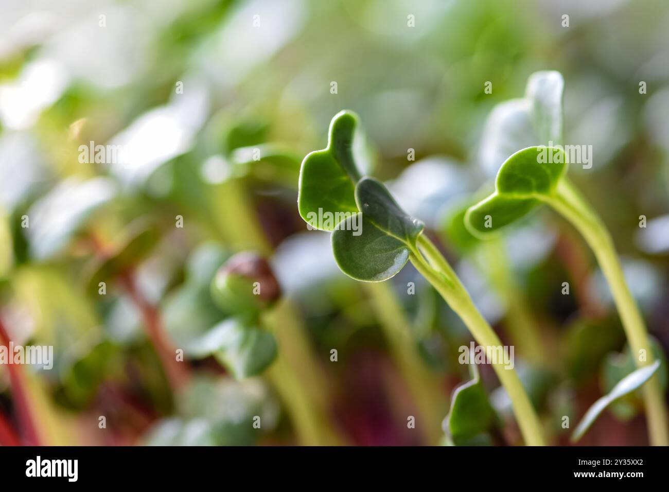 Der rote Pfeil, der aus Rettichsamen sprießt Stockfoto